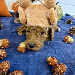 Cinnamon Silver Collar - Red  male Poodle puppy in Town Creek, Alabama from Charming Country Poodles