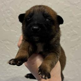 Melody - Fawn sable female Belgian Malinois puppy in Briggs, Texas from Madhouse’s Belgian Malinois and German Shepherds