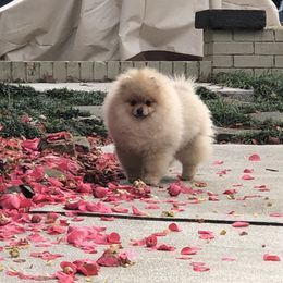 Pomeranian Puppies from Pursell Pomeranians