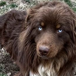 Stetson - Australian Shepherd
