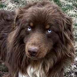 Stetson - Australian Shepherd
