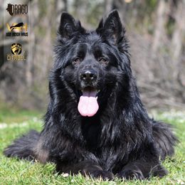 Magnum - German Shepherd