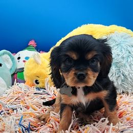 Lady - Black and white female Cavalier King Charles Spaniel puppy in Longview, Texas from S. Mancha