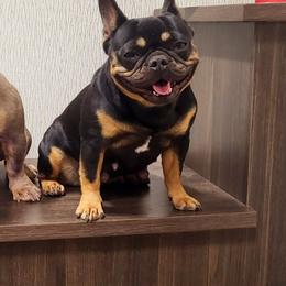 Pippi - French Bulldog