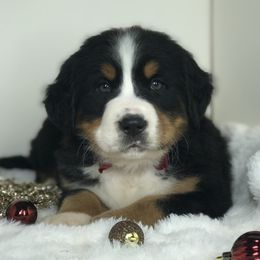 Bernese Mountain Dog and Cavapoo Puppies from Amani’s Doodles & Berners