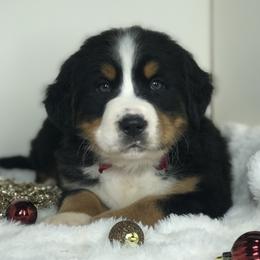 Bernese Mountain Dog and Cavapoo Puppies from Amani’s Doodles & Berners