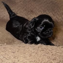 Shih Tzu Puppies from Caroline Mendes