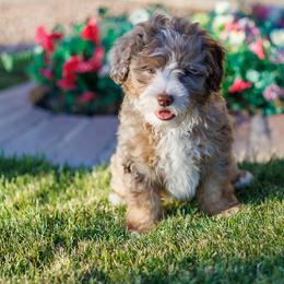 Stymie - Chocolate merle male Bernedoodle puppy in Gilbert, Arizona from Safe Havynn Doodles