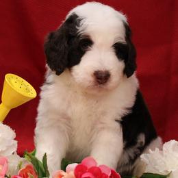 Mark - Brown and white male Bernedoodle puppy in Peyton, Colorado from Peyton Doodles