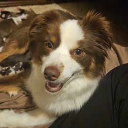 Laramie - Toy Australian Shepherd