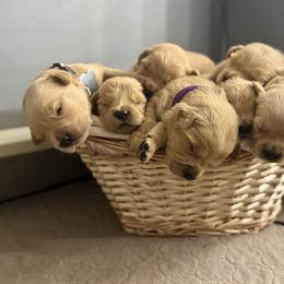Girl 7 - Golden female Golden Retriever puppy in Albany, Georgia from Sassafras Goldens