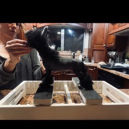 Boy 1 - Black male Chinese Crested puppy in Salt Lake City, Utah from Naked & Famous