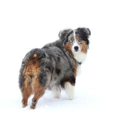 Bridget - Miniature Australian Shepherd