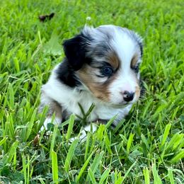 "BMM - (Baron) Stormie X Big" Australian Shepherd and Miniature Australian Shepherd Puppies from Flying S Aussies