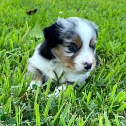 "BMM - (Baron) Stormie X Big" Australian Shepherd and Miniature Australian Shepherd Puppies from Flying S Aussies