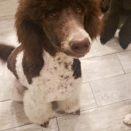 Aussiedoodles, Bernedoodles, Double Doodles, Goldendoodles, Poodles, and Sheepadoodles from Sunny Doodles