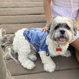 Prince - Lhasa Apso