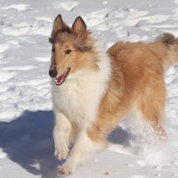 Matilda - Collie