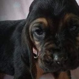 Bloodhounds from Colts Crazy Hounds