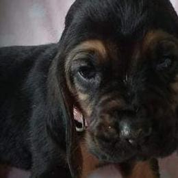 Bloodhounds from Colts Crazy Hounds