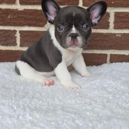 Boy 1 - Blue male French Bulldog puppy in Gloster, Mississippi from Donna's French Bulldogs