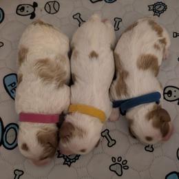 Cavapoo Puppies from Crystal Coast Cavapoodles