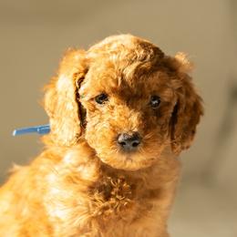 Rex - Red  male Goldendoodle puppy in Lincoln, Nebraska from Daisy Doodles