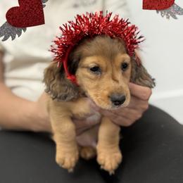 Truck - Dapple male Dachshund puppy in Temecula, California from Naomi Magee's Dachshund Kennel
