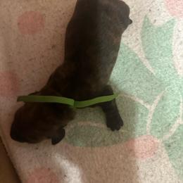 Boy1, green collar - Brindle male Dachshund puppy in Polson, Montana from Little Miss Dachshunds of Montana