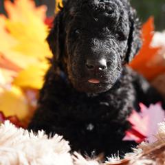 Curly-Coated Retriever Puppies from CHAPARRAL CURLY RETRIEVERS