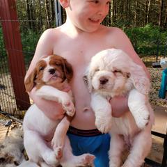 Clumber Spaniel and Irish Red and White Setter Puppies from NyaStar & Chequamegon
