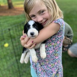 Bordoodle Puppies from Borders of Eby Eden