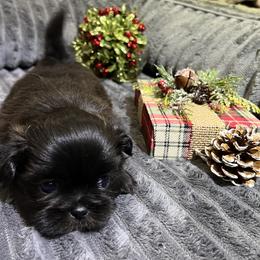 Shih Tzu Puppies from Hilltop Shih Tzus