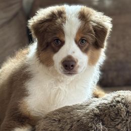 Miniature American Shepherd puppies from Morning Glory Minis