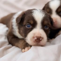 Ford AKC - Red tri-color male Australian Shepherd puppy in Polk City, Florida from Skaky Shepherds
