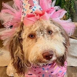 Beckley - Bernedoodle