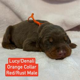 Orange Collar - Red and rust male Doberman Pinscher puppy in Lake City, Florida from Paintedcrazy Doberman Pinchers