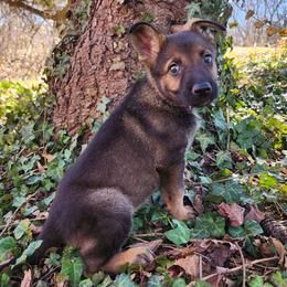 Plum - Sable female German Shepherd puppy in Harwood, Maryland from Reddington Shepherds