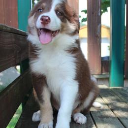 Border Collie and Teddy Roosevelt Terrier Puppies from Boles Family Farm