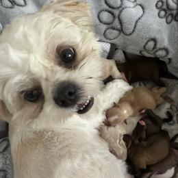 London - Shih Tzu