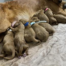Golden Retriever Puppies from Earley Goldens