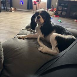 Maggie - Cavalier King Charles Spaniel