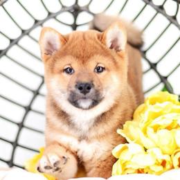 Takumi - Red Boy - Red male Shiba Inu puppy in Neosho, Missouri from Sunny Terrace Shibas