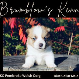Blue Collar - White and red male Pembroke Welsh Corgi puppy in Boaz, Alabama from Brumblow’s Kennel