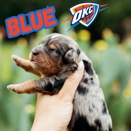 Blue - Blue merle female Bernedoodle puppy in Ardmore, Oklahoma from Mop Top Doodle Co.