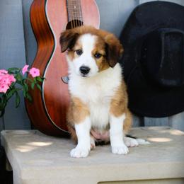 English Shepherd Puppies from Town & Country English Shepherds