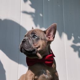 French Bulldog Puppies from Double Barrel Bullies