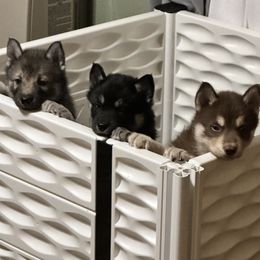 Siberian Husky Puppies from Windy mountains ranch Siberian huskies