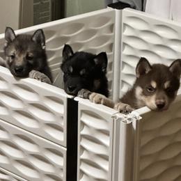Siberian Husky Puppies from Windy mountains ranch Siberian huskies
