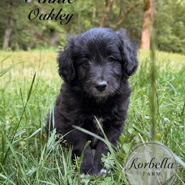 Annie Oakley (Mini Size) - Black female Bordoodle puppy in Mulino, Oregon from Korbella Farm